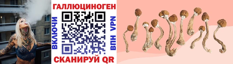как найти закладки  OMG tor  Псилоцибиновые грибы ЛСД  Горно-Алтайск 